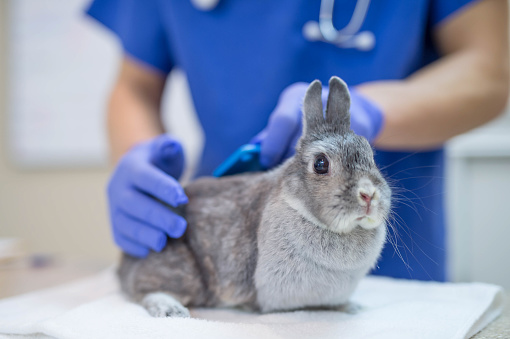 A male veterinarian is performing a routine checkup on a rabbit in a animal hospital