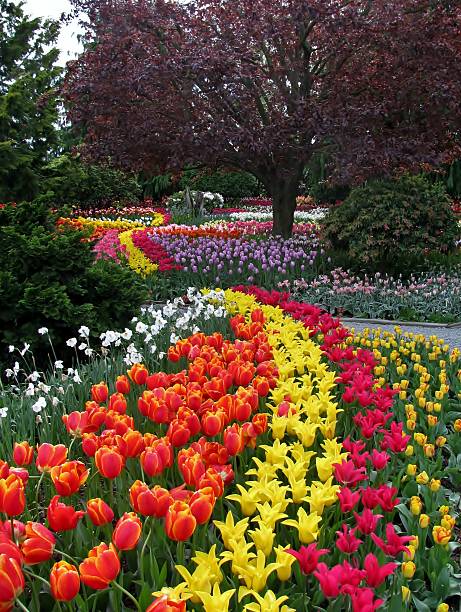 istock Skagit valley in Washington State, USA 637948752