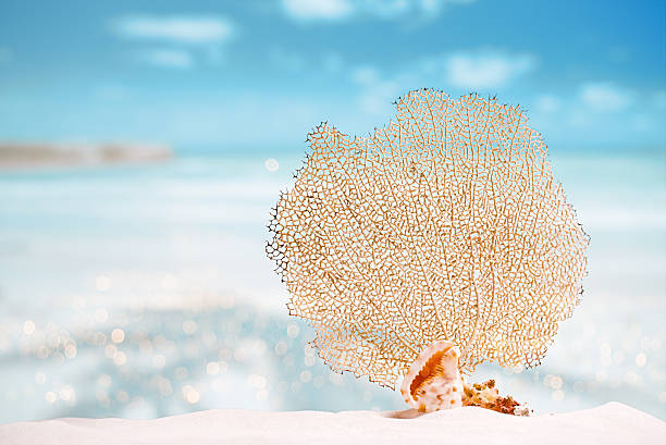 유명한 seafan, 바다, 해변, 스카이 및 바다 경치를 - southern usa sand textured photography 뉴스 사진 이미지