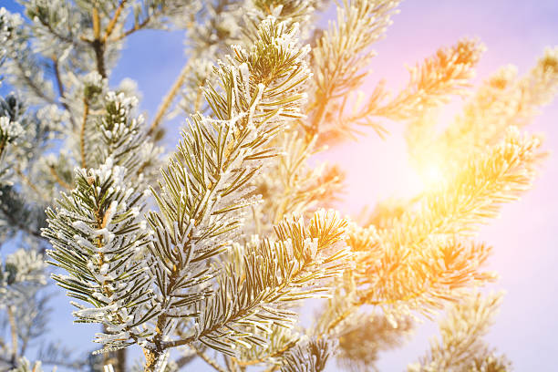 ramos de árvore contra um céu azul - january winter icicle snowing imagens e fotografias de stock
