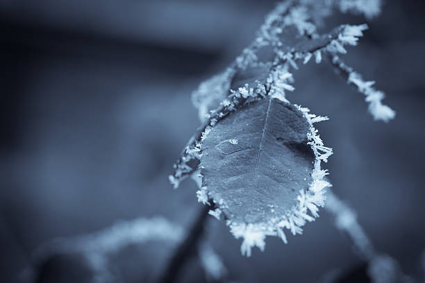 istock Frozen leaves detail 637950900