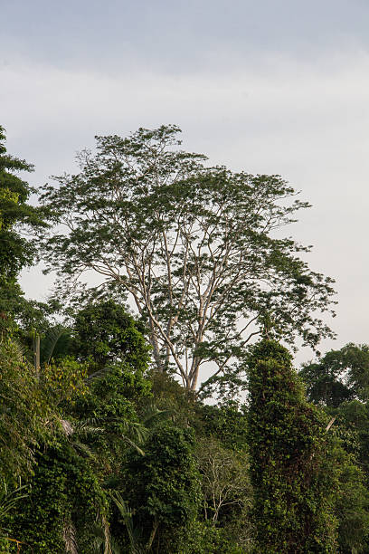 istock Giant green trees in the Amazon Jungle, Bolivia 637950920