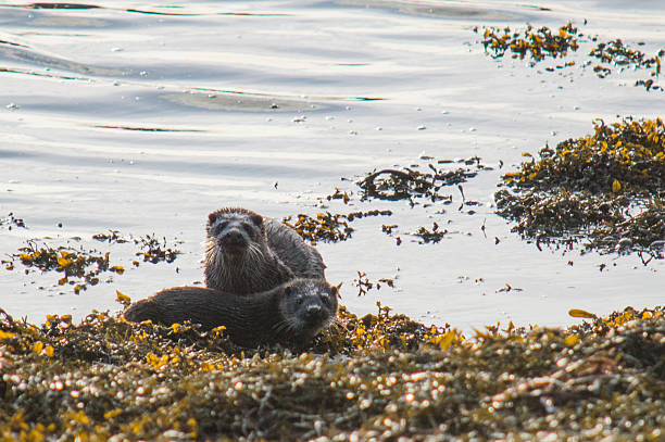 istock Pair of otters resting on seaweed bank 637950954