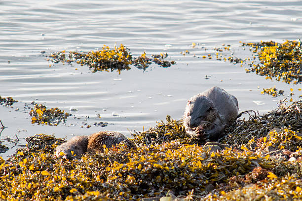 istock pair of otters, one resting and one eating 637951396