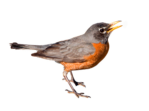 American robin (Turdus migratorius) isolated on white background. The bird lives throughout North America. It is the state bird of Connecticut, Michigan, and Wisconsin.