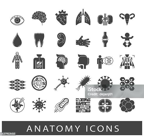 Ikonen Die Verschiedene Organe Und Teile Des Menschlichen Körpers Präsentieren Stock Vektor Art und mehr Bilder von Menschliches Gewebe