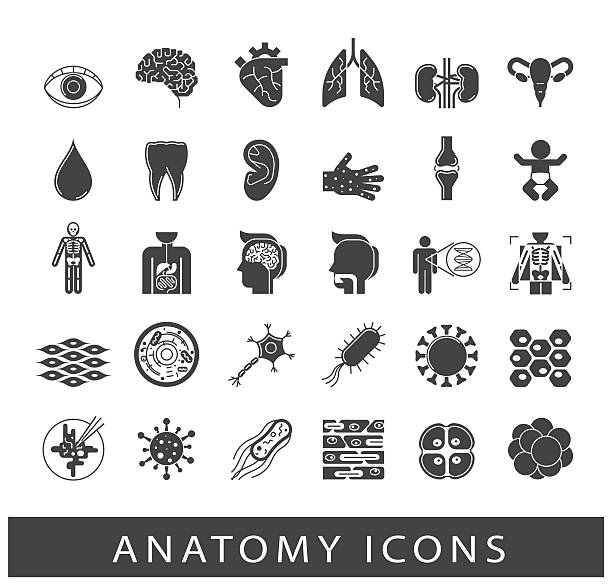 ikony przedstawiające różne narządy i części ludzkiego ciała - nerve cell healthcare and medicine research human hand stock illustrations
