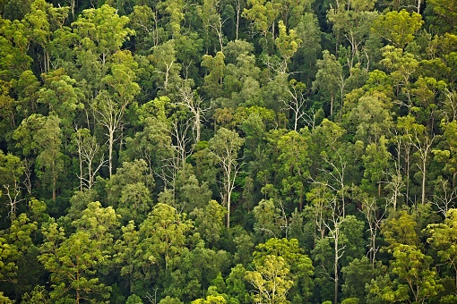 Trees in the woods of Australia