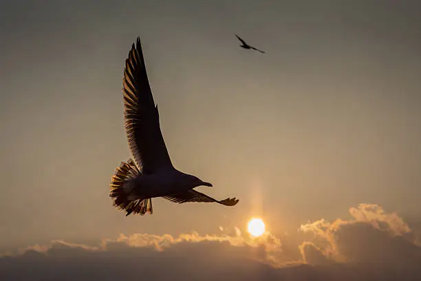 Photo of Gulls sailing the sky