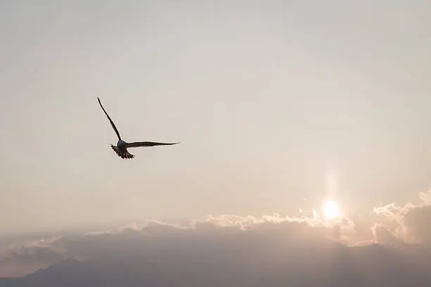 Photo of Gulls sailing the sky