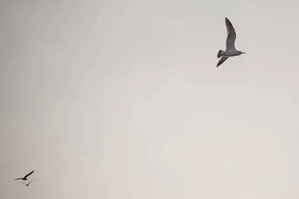 Photo of Gulls sailing the sky