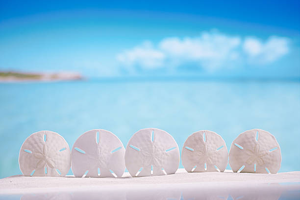 Sand dollar on sand under water, Sanibel Island, Florida, USA
