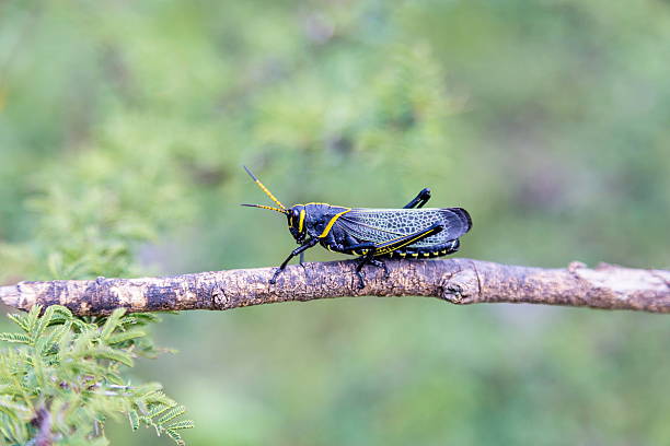 istock Horse lubber grasshopper 637955982