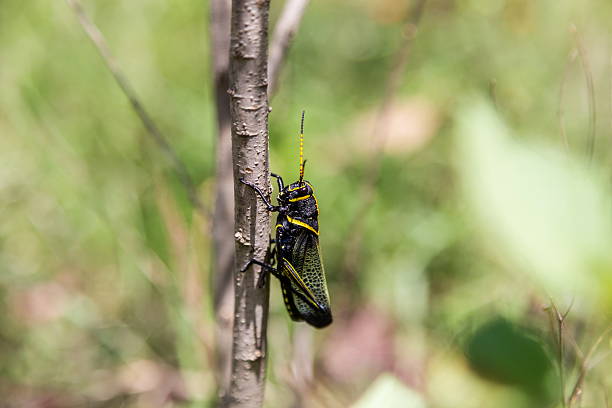 istock Horse lubber grasshopper 637956016