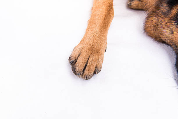 German shepherd dog's paw. German shepherd dog's paw. animal leg stock pictures, royalty-free photos & images