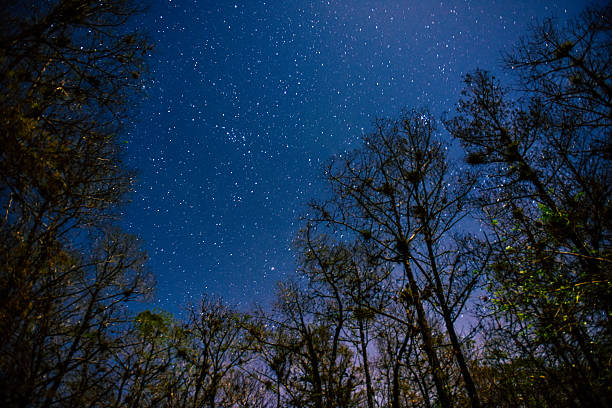 Stars light up the Everglades in Florida