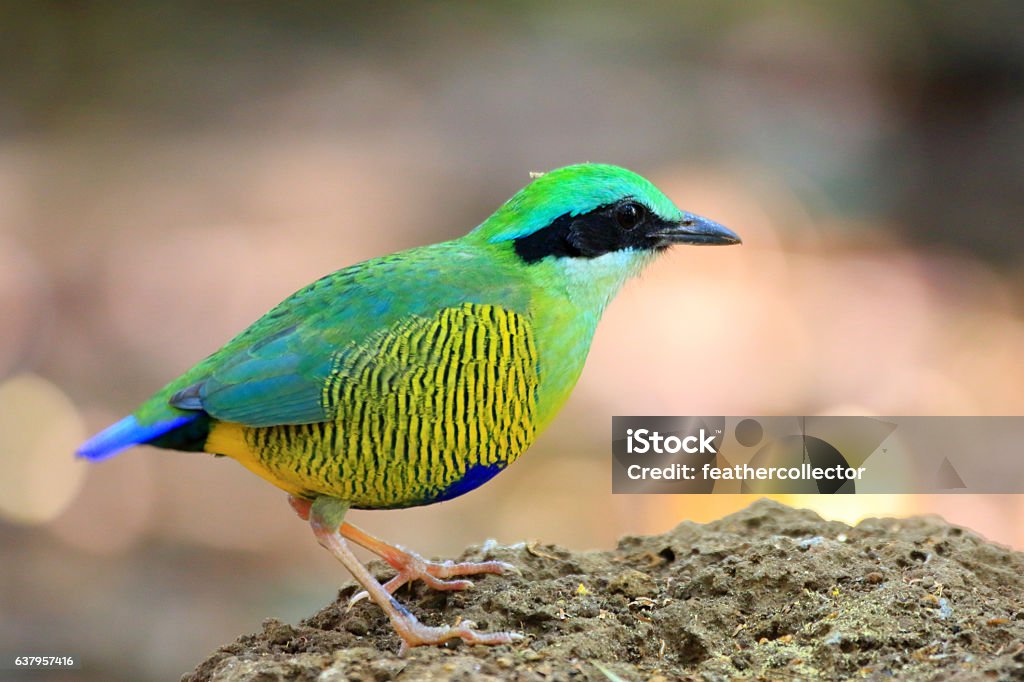 Barbauch Pitta - Lizenzfrei Nationalpark Cát Tiên Stock-Foto