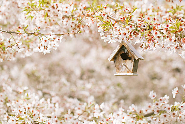 Little Birdhouse in Spring with blossom cherry flower sakura