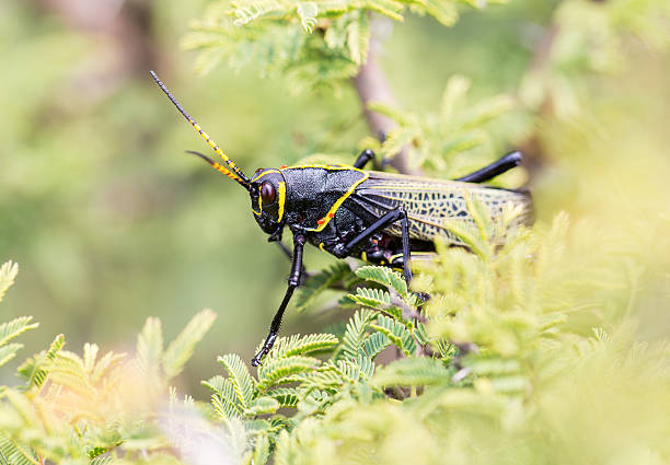 istock Horse lubber grasshopper 637957918