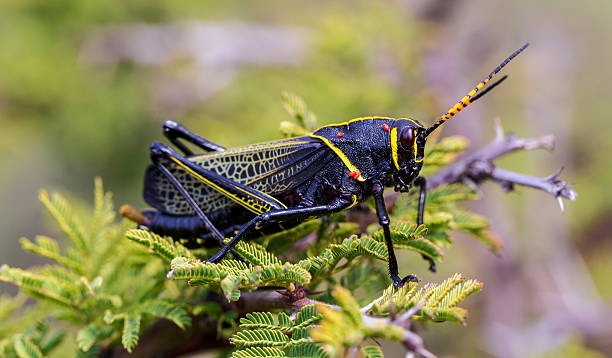 istock Horse lubber grasshopper 637957962