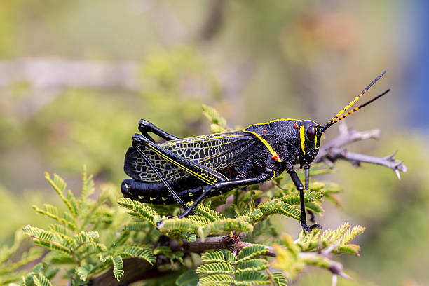 istock Horse lubber grasshopper 637957970