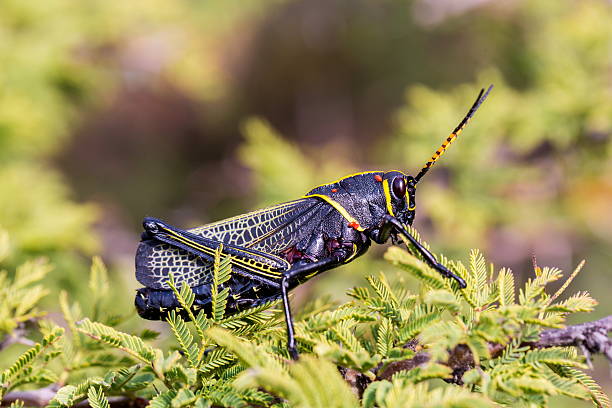 istock Horse lubber grasshopper 637957982