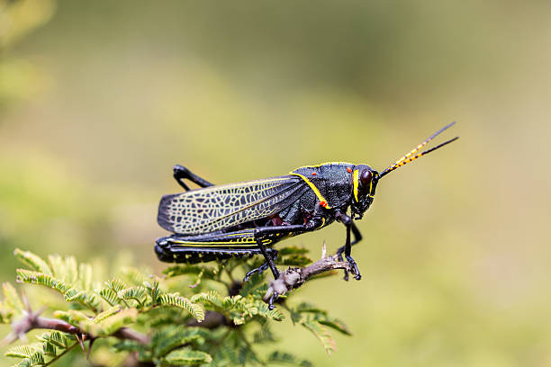 istock Horse lubber grasshopper 637957988