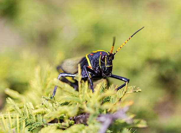 istock Horse lubber grasshopper 637957998