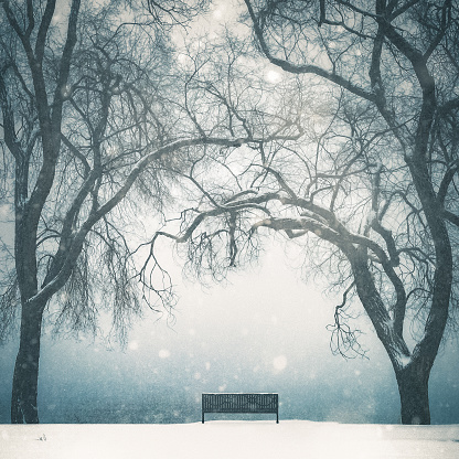A park bench sits empty and waiting in a beautiful winter scene of tall trees with bare branches and white snow falling. High resolution color photograph with square composition.