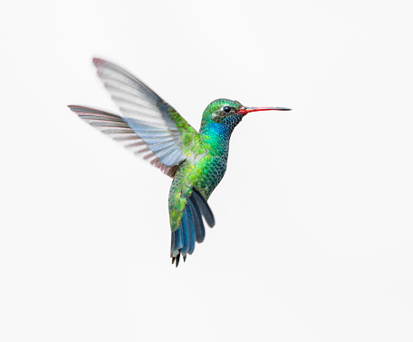 Broad Billed Hummingbird. These birds are native to Mexico and brighten up most gardens where flowers bloom.