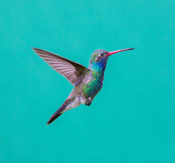 istock Broad Billed Hummingbird. 637958380