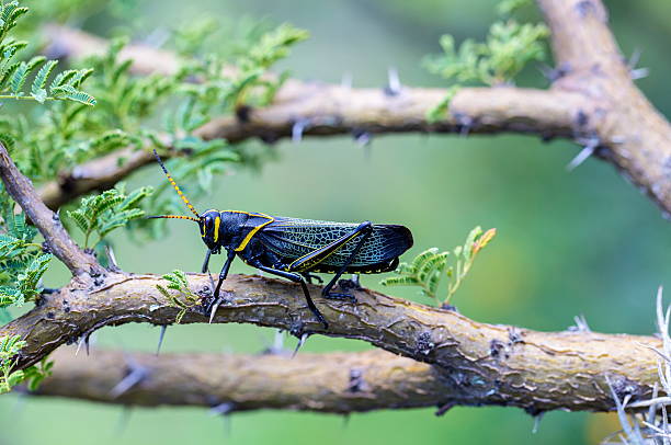 istock Horse lubber grasshopper 637959342