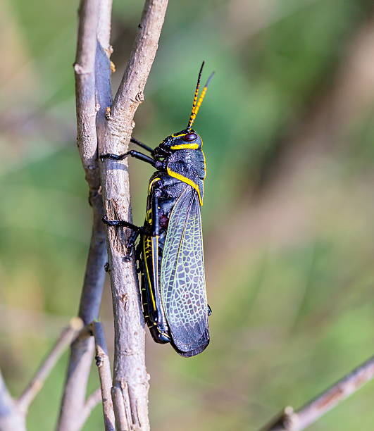 istock Horse lubber grasshopper 637959398