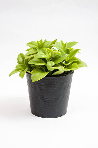 istock green plants in the small isolated on white background 637959826