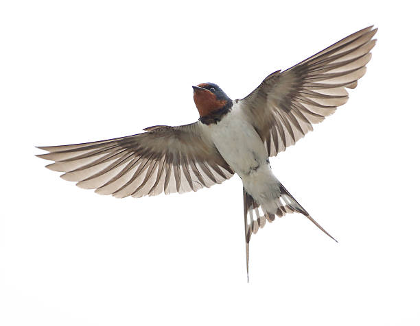 barnswallow stendere le ali - rondine foto e immagini stock