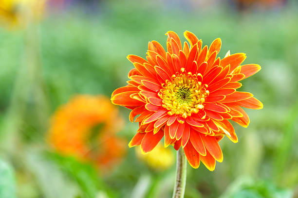istock Orange chrysanthemum flowers in garden 637962932