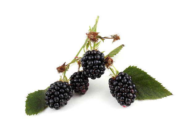 istock Cluster of blackberry 637963512