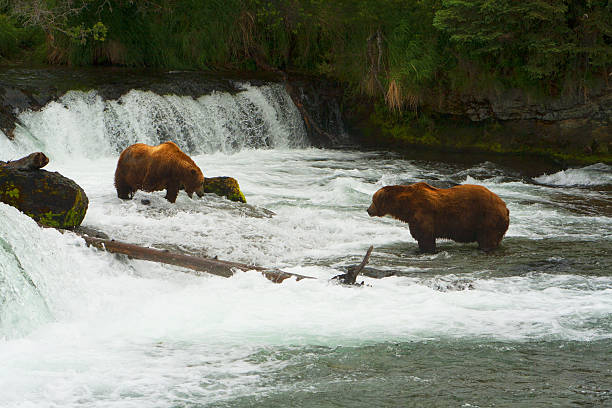 istock Bear Salmon Fishing 637964346
