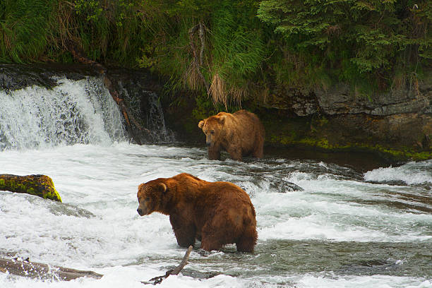 istock Bear Salmon Fishing 637964446