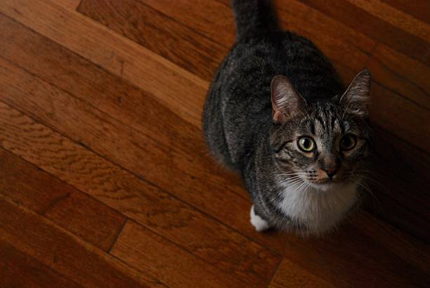 istock Cat and Hardwood Floors 637964848