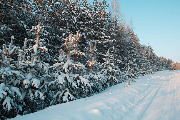 istock Snow covered pines in winter ural forest - empty road 637967308