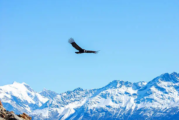 the condor  flying on the moreno glacier of the patagonia Argentina.