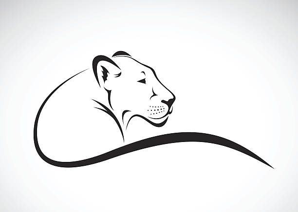 vektor eines löwen weibliches design auf weißem hintergrund. - löwin stock-grafiken, -clipart, -cartoons und -symbole