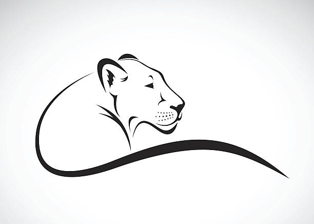 illustrations, cliparts, dessins animés et icônes de vecteur d’un dessin féminin lion sur fond blanc. - lioness