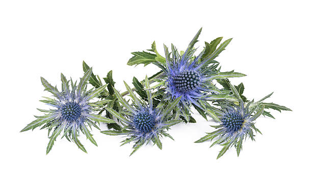 istock Sea holly thistles 637970172