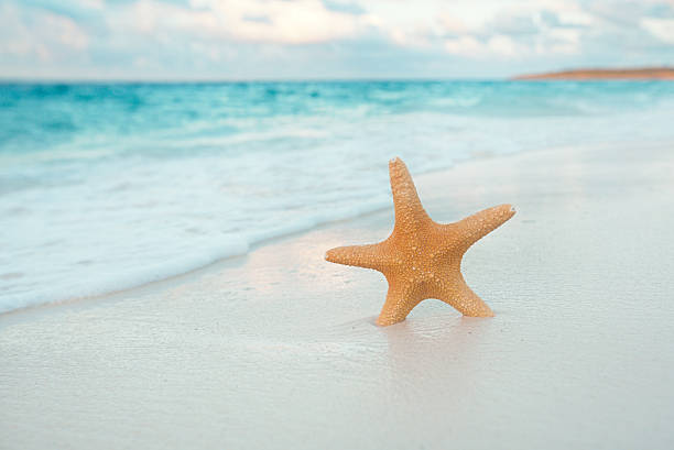 istock starfish on golden sand beach with waves in  soft 637970262