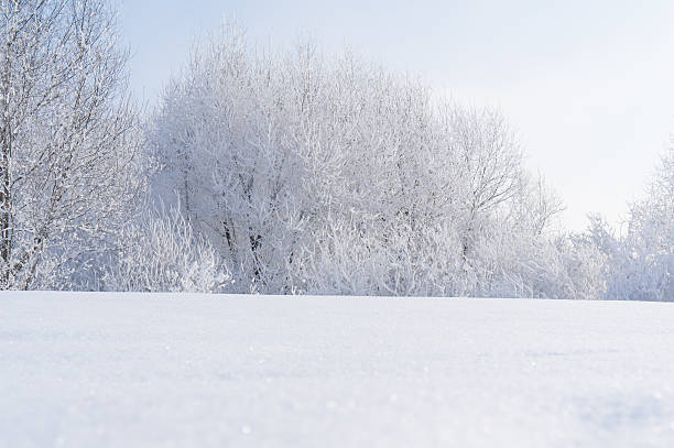 istock Winter. Branches of trees and shrubs in the snow 637970426