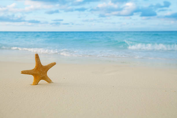 istock starfish on golden sand beach with waves in  soft 637970452