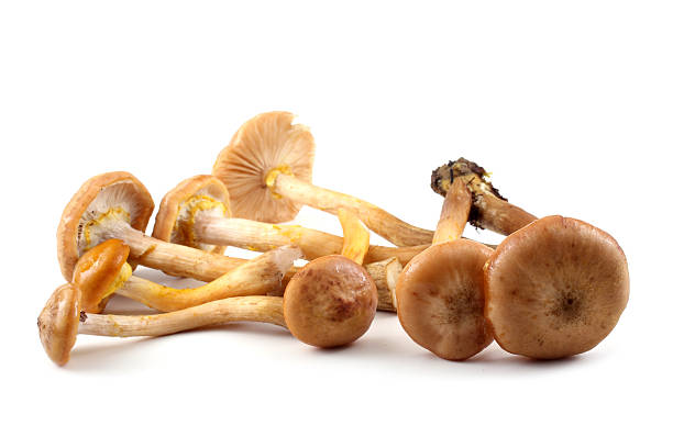 istock Honey agaric mushrooms 637970642