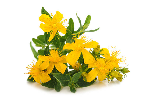 St. John's word St. John's wort (Hypericum perforatum) flowers st stock pictures, royalty-free photos & images